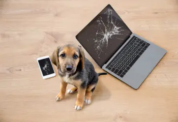Hund mit kaputten Laptop