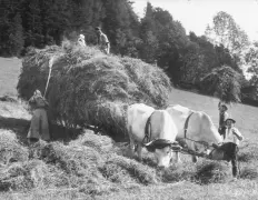 Landwirtinnen und Landwirte bei der Heuernte