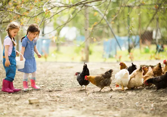 Green Care - Kinder füttern Hühner