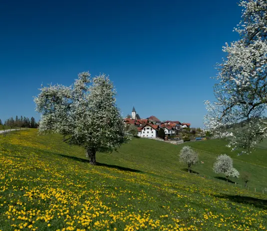 Frühlingslandschaft in Niederösterreich