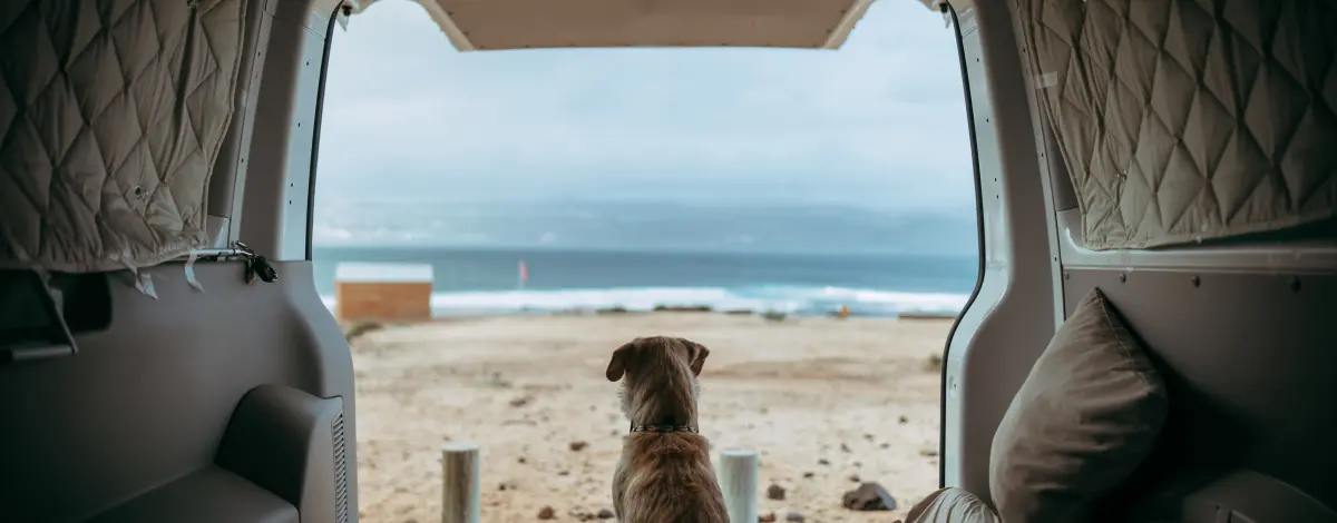 Hund sitzt im Kofferraum eines Camingwagens