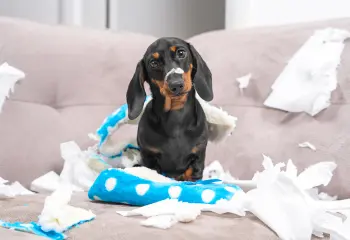 Hund am Sofa mit Papierfetzen