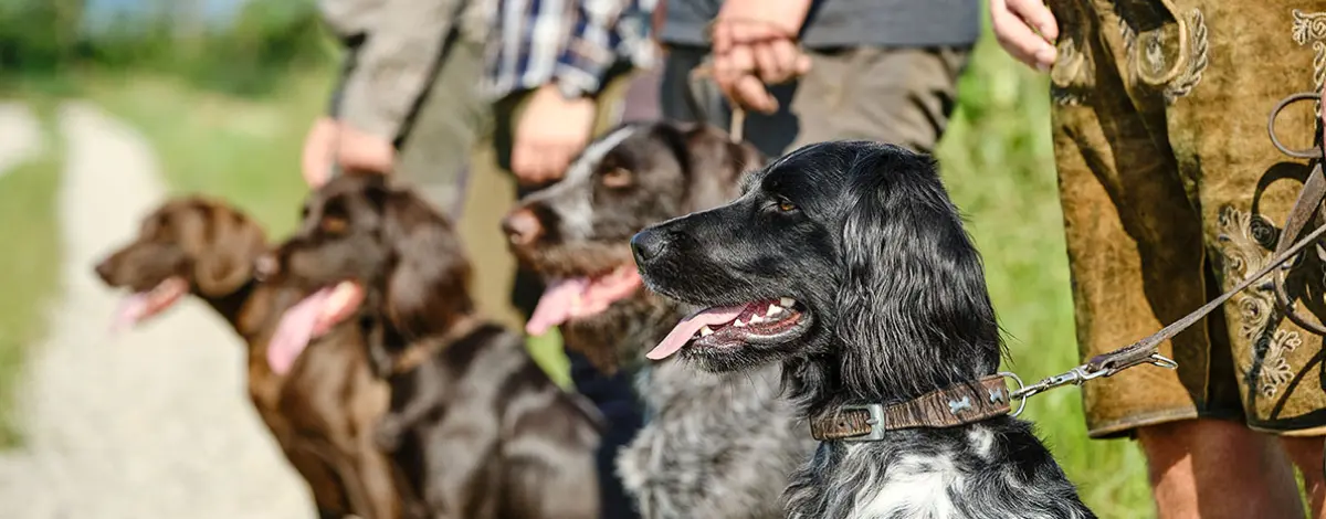 Jagdhunde mit ihren Herrchen