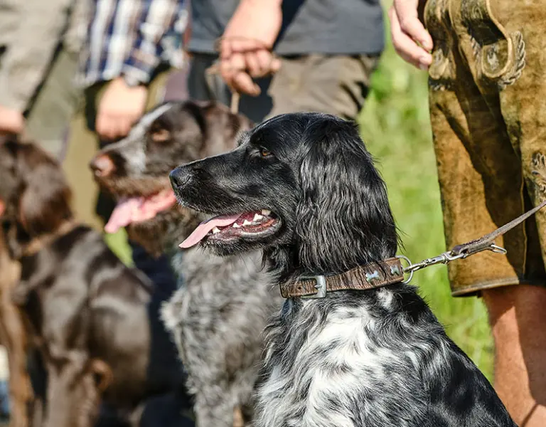 Vorstehhunde mit ihren Herrchen