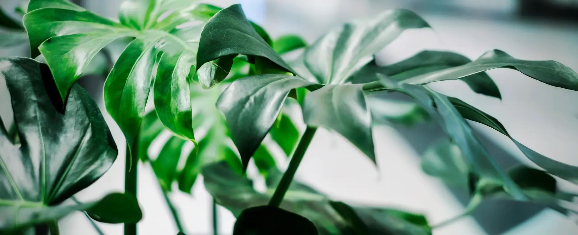 Nahaufnahme einer Monstera-Pflanze